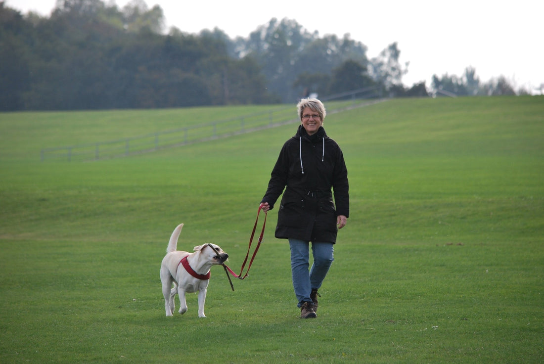 5 Benefits of Regular Dog Walks for Pets and Their Owners - honeydewpets