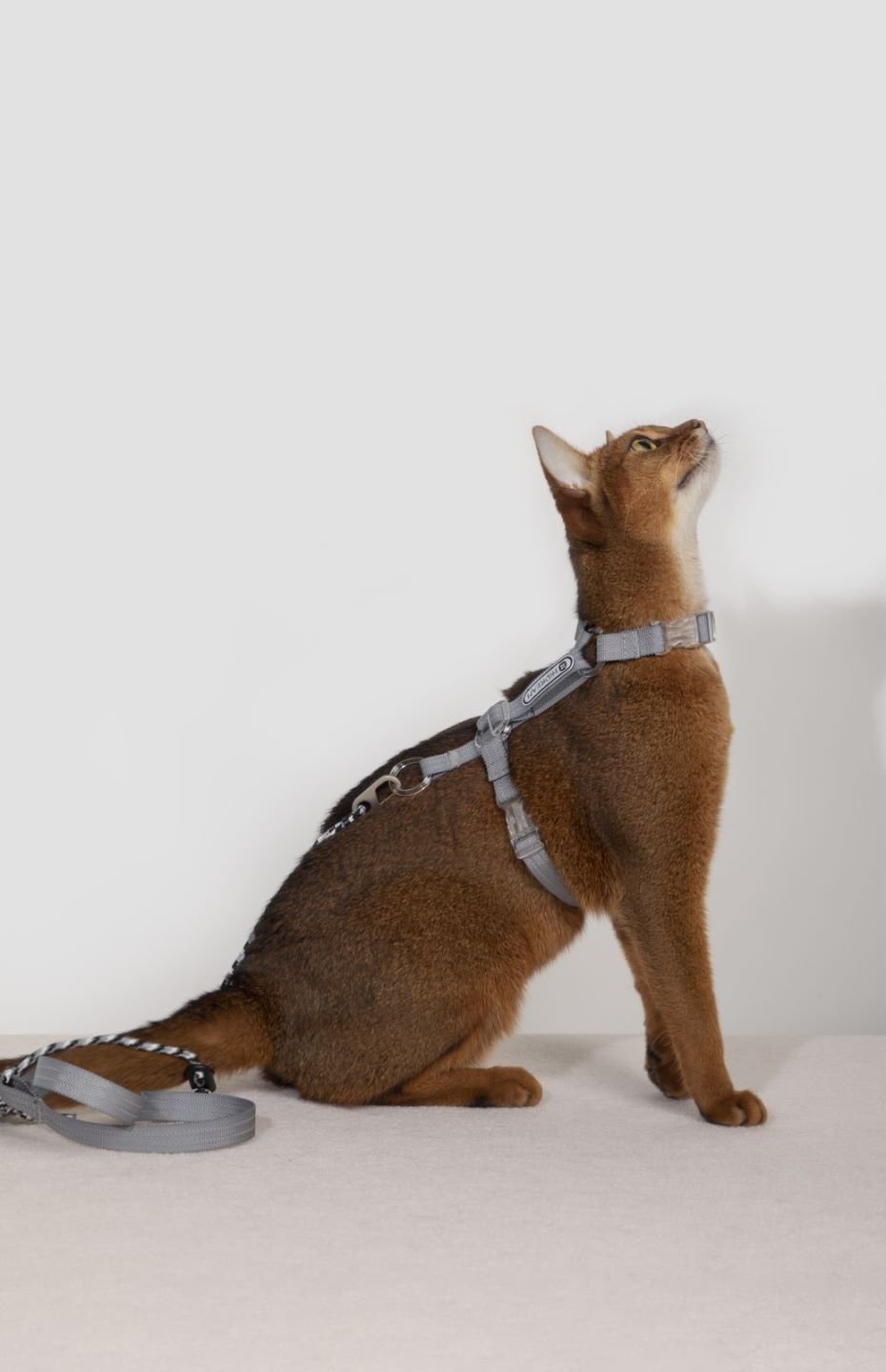 Cat Harness Set - Escape Proof Cat Harness - honeydewpets