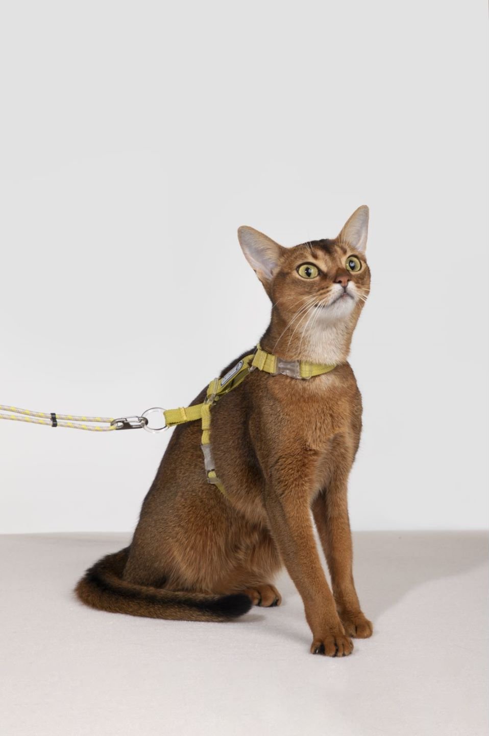 Cat Harness Set - Escape Proof Cat Harness - honeydewpets