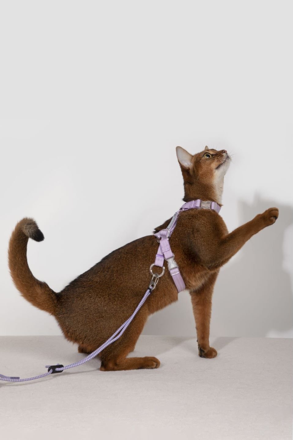 Cat Harness Set - Escape Proof Cat Harness - honeydewpets