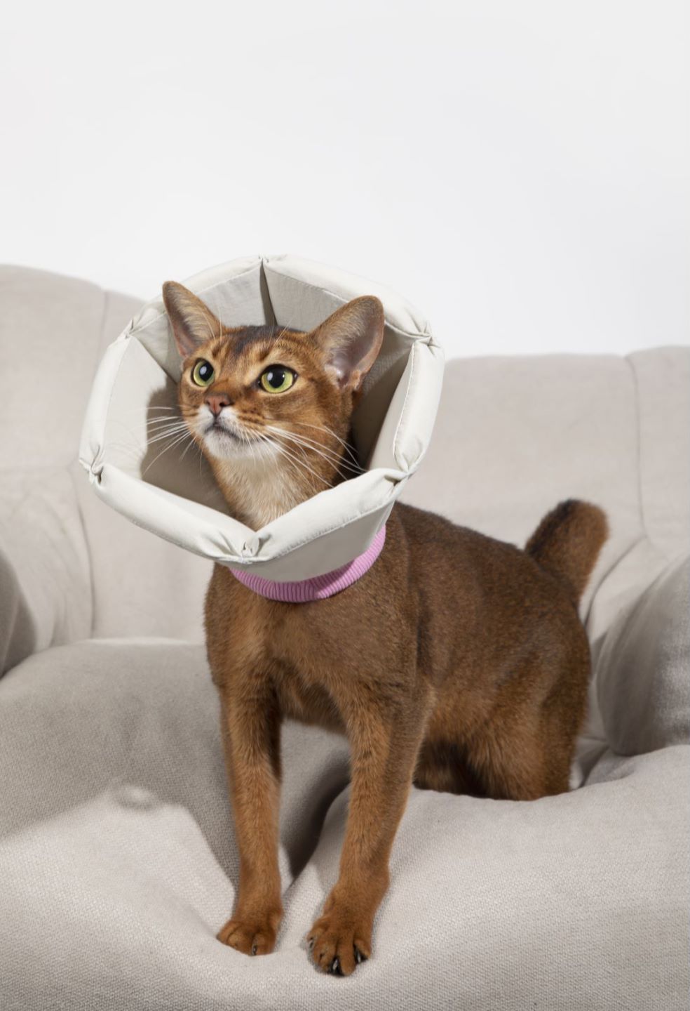 Dog and Cat Recovery Collar | Cone Shaped Collar | Soft | Waterproof - honeydewpets