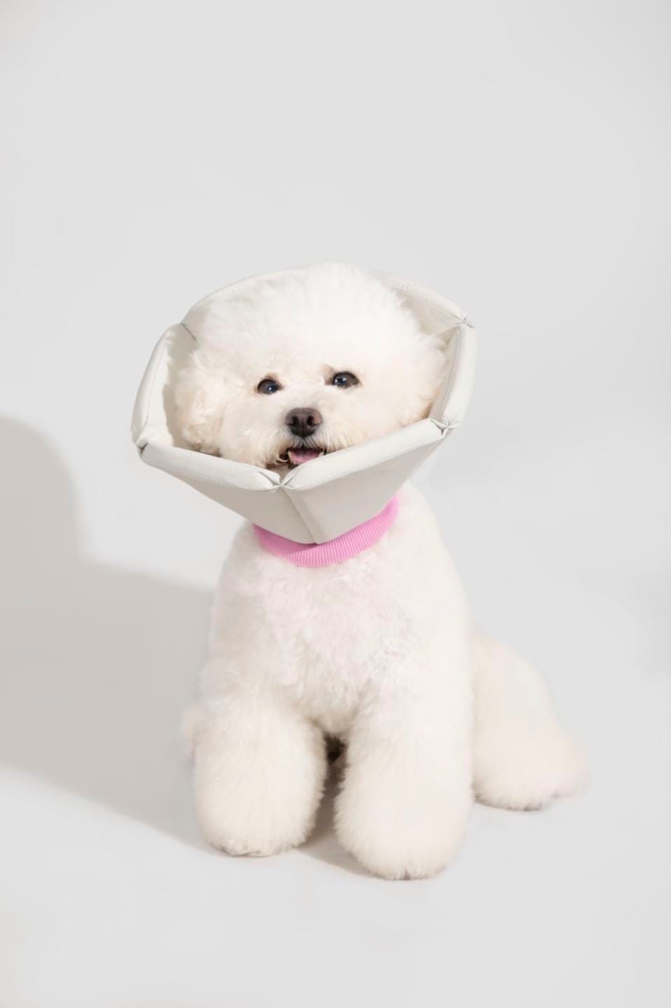 Dog and Cat Recovery Collar | Cone Shaped Collar | Soft | Waterproof - honeydewpets