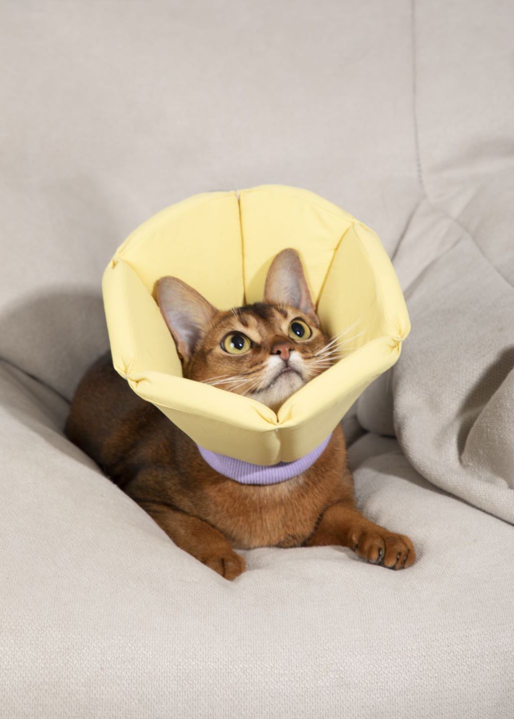 Dog and Cat Recovery Collar | Cone Shaped Collar | Soft | Waterproof - honeydewpets