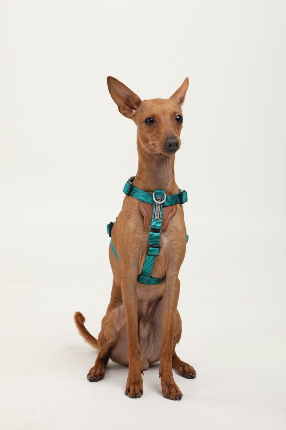 Explorer Series - Leather Dog Harness - honeydewpets