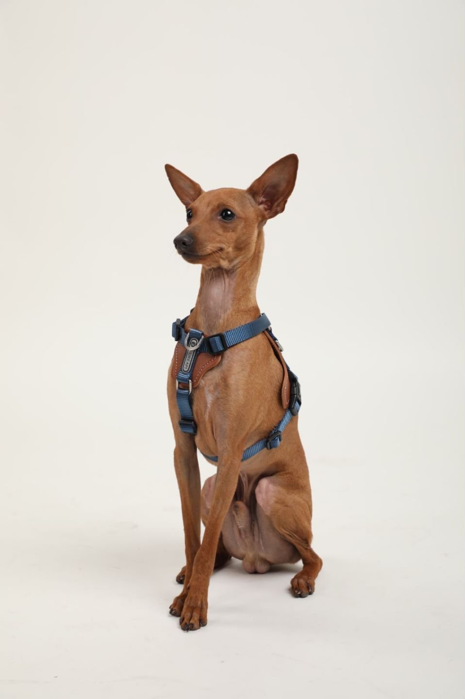 Explorer Series - Leather Dog Harness - honeydewpets