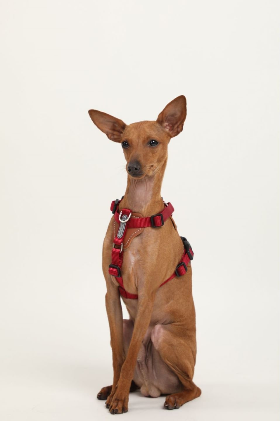 Explorer Series - Leather Dog Harness - honeydewpets