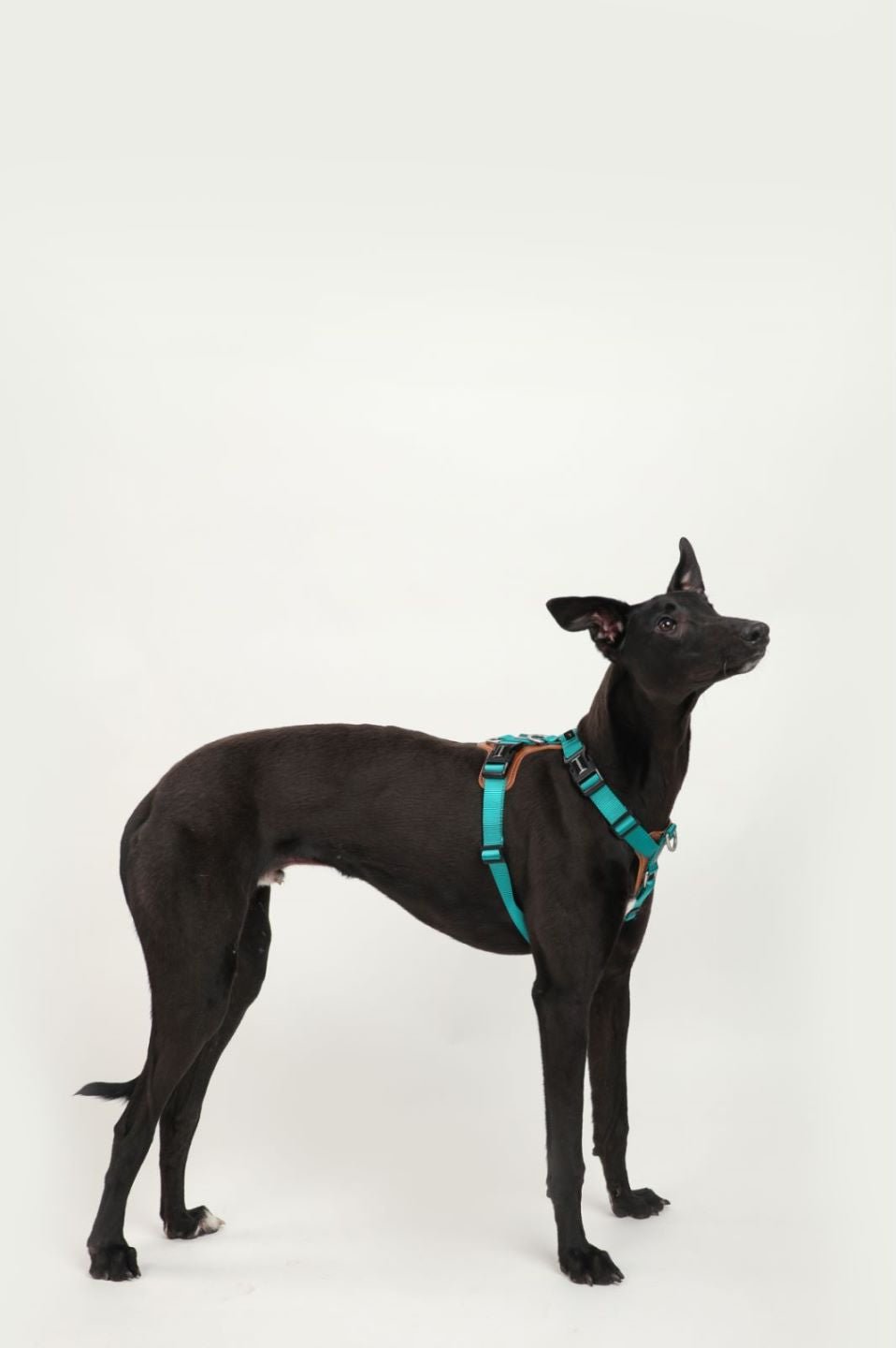 Explorer Series - Leather Dog Harness - honeydewpets