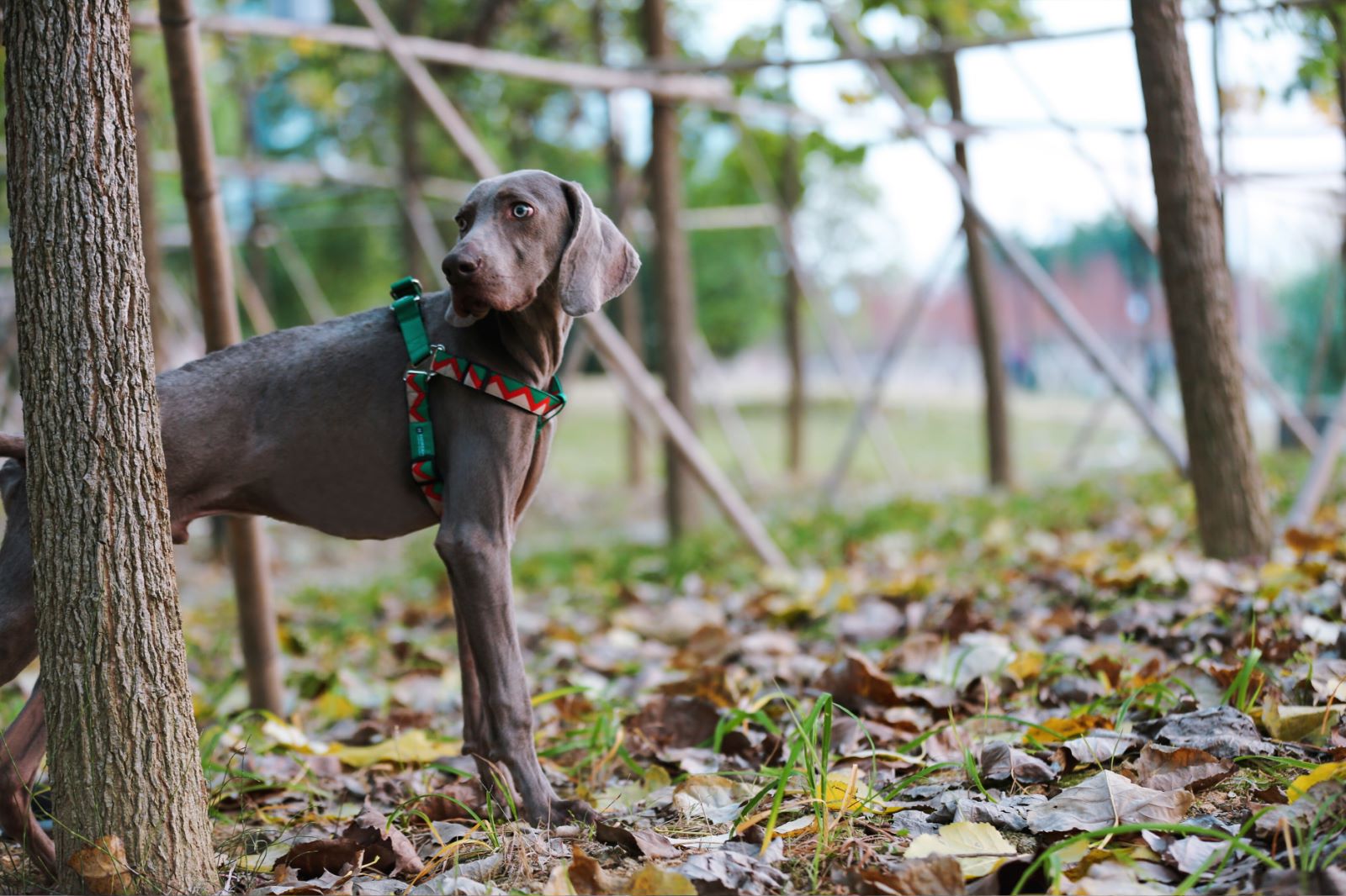 Rainbow Series - Y-Shaped Dog Harness - honeydewpets