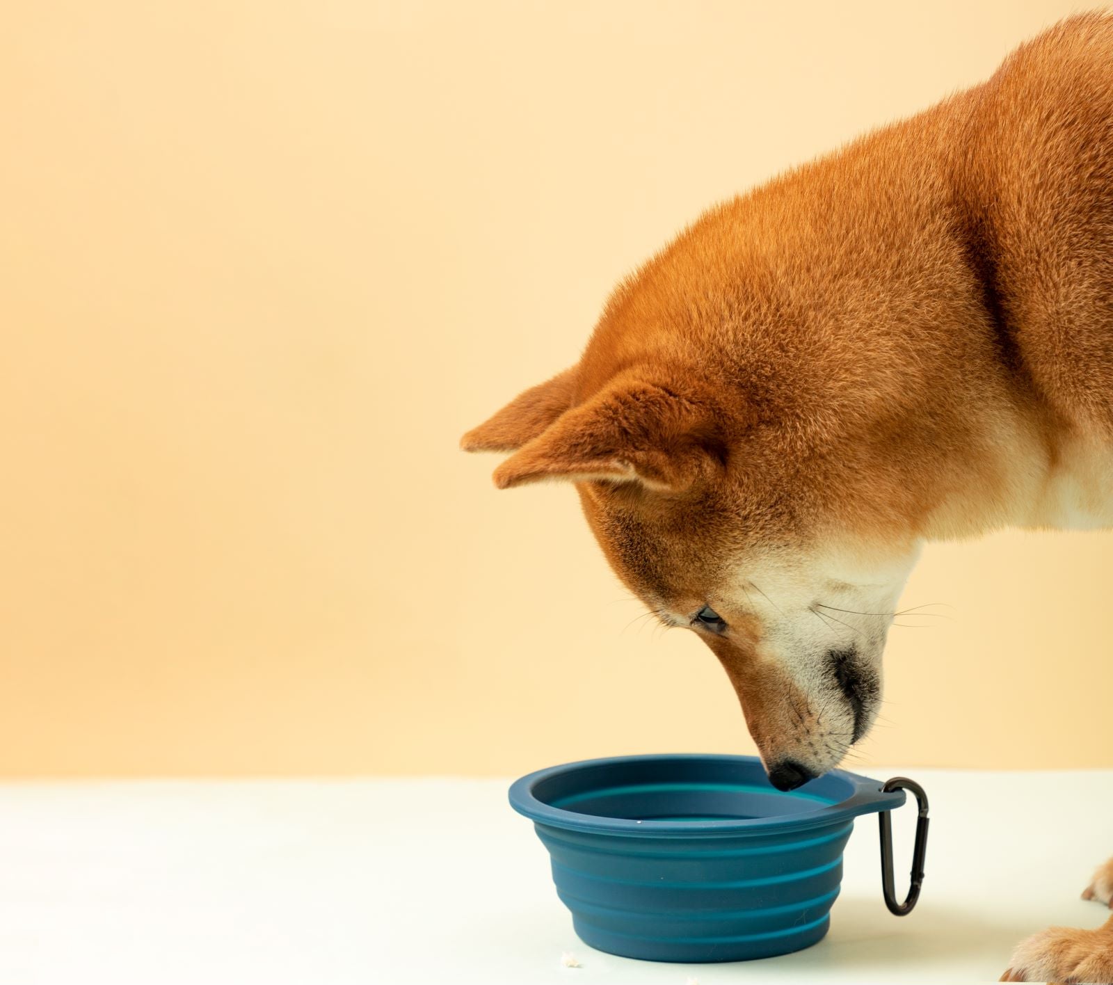 Travel Pet Bowl | Foldable Silicon Bowl - honeydewpets